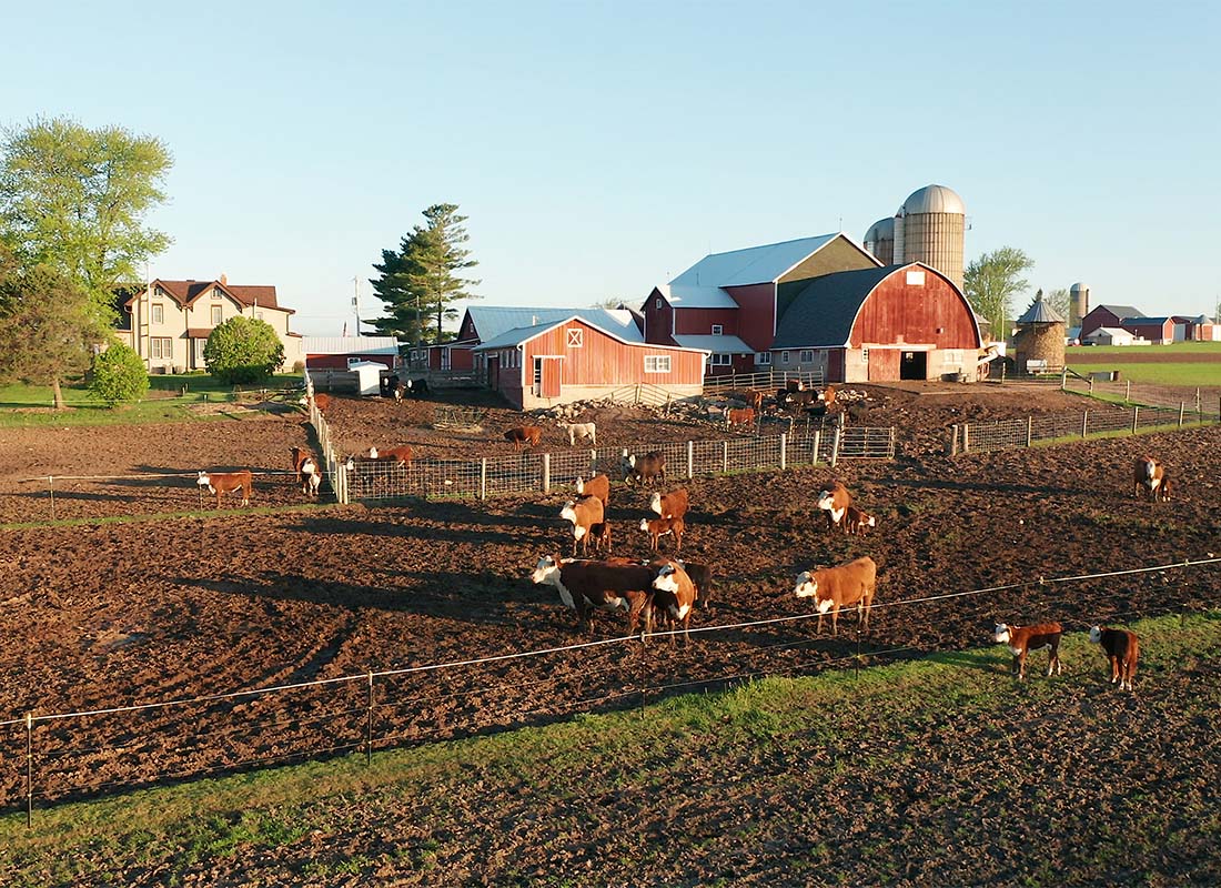 Insurance by Industry - View of Cows Grazing Next to Red Farm Buildings and a Silo on a Small Farm in Ohio on a Sunny Day
